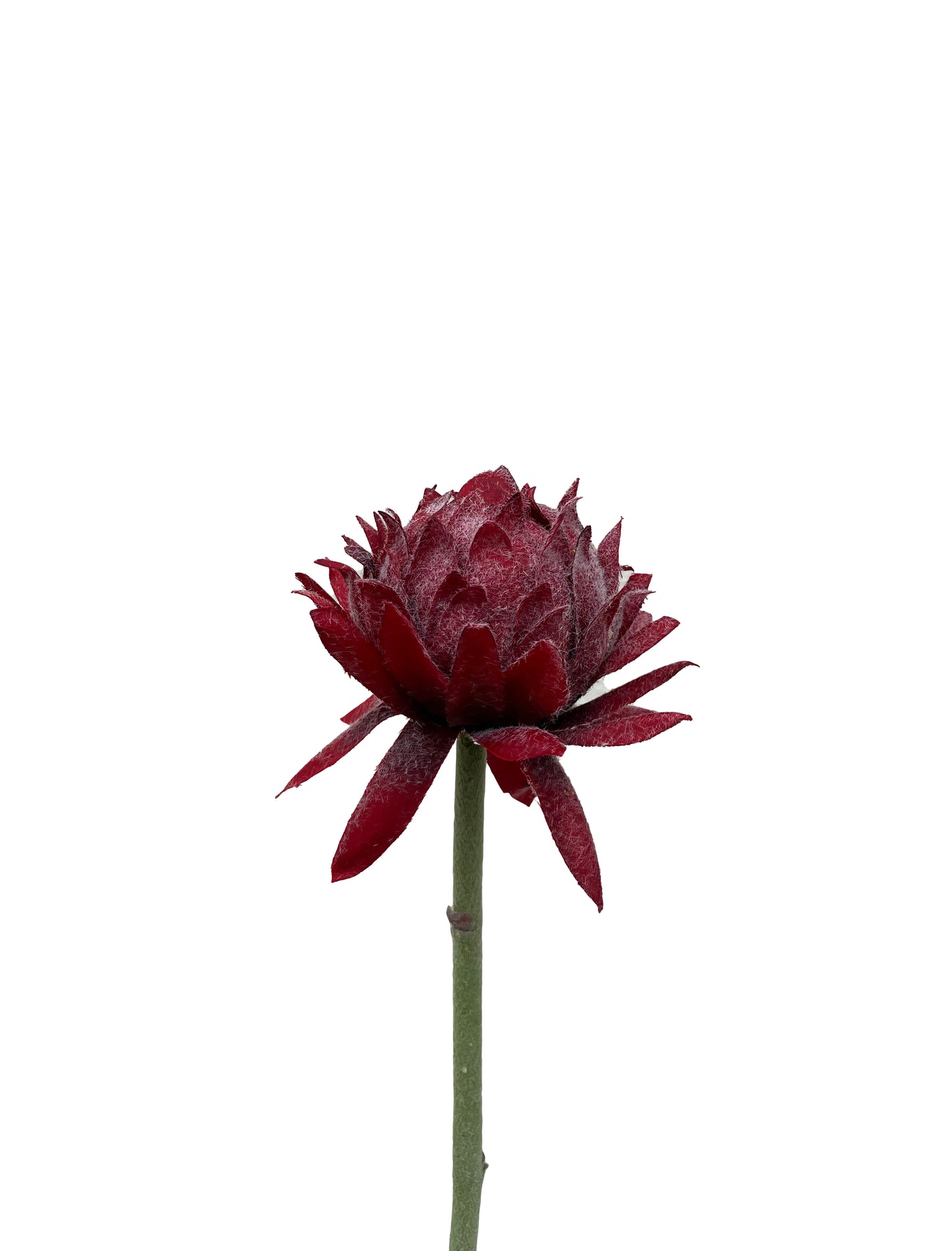Artificial Protea Red Petite