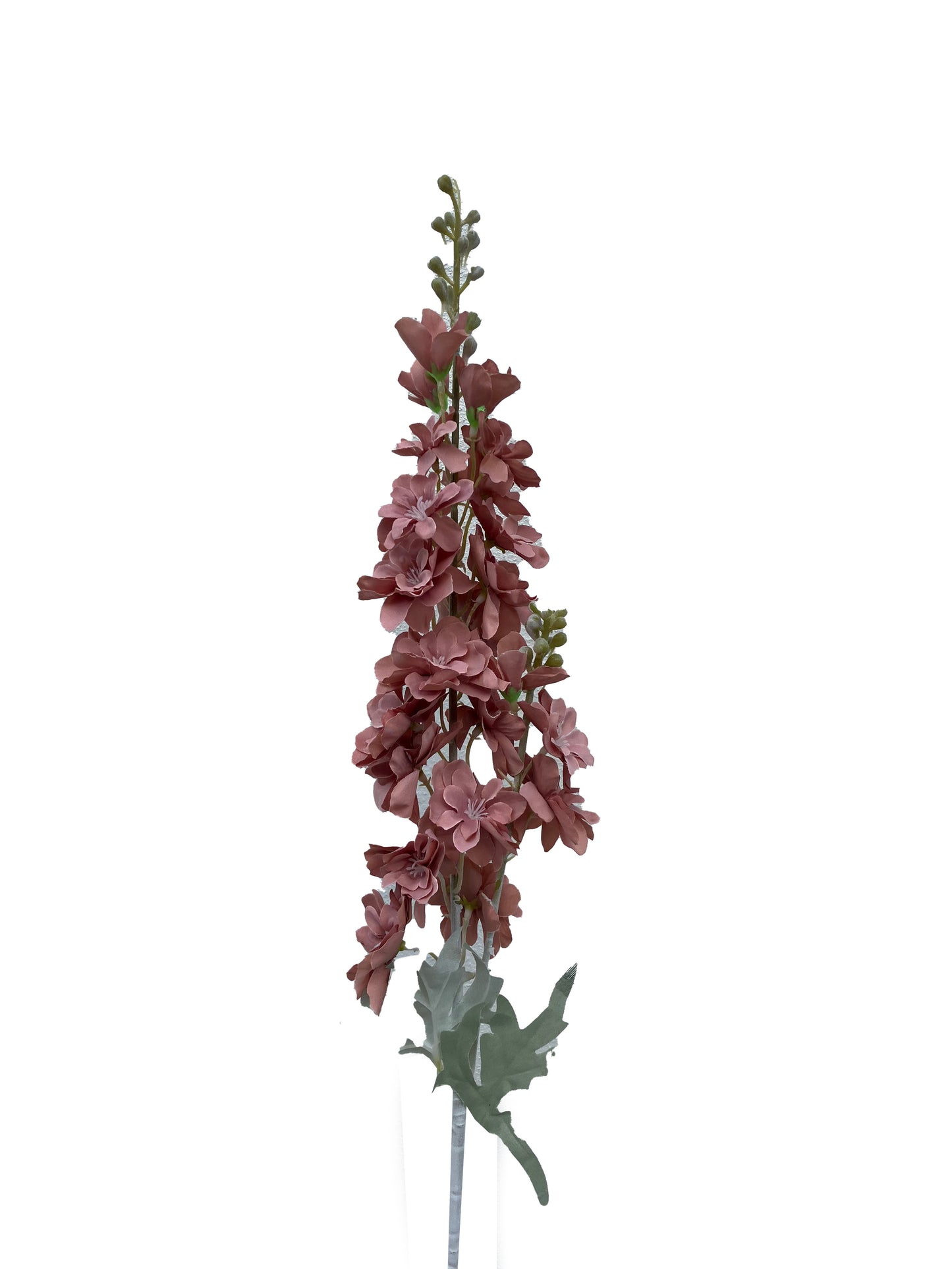 Delphinium Rose Poudré