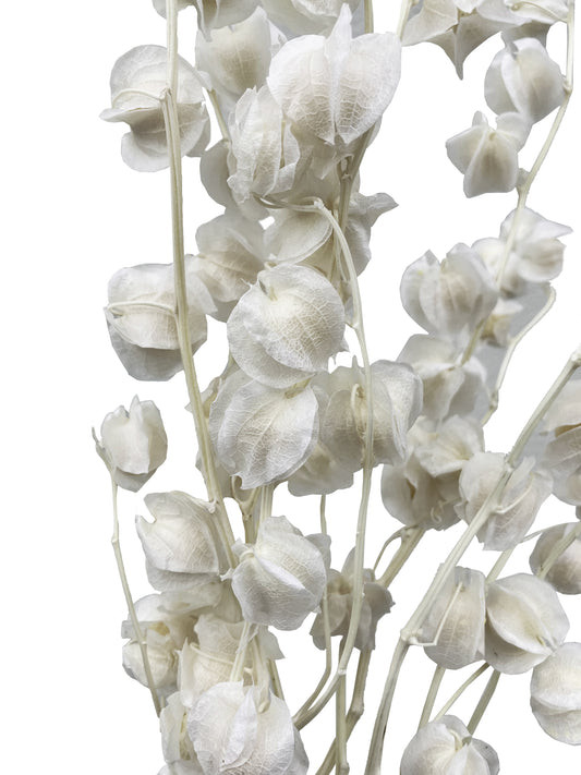 Dried Lantern Flower cool ivory