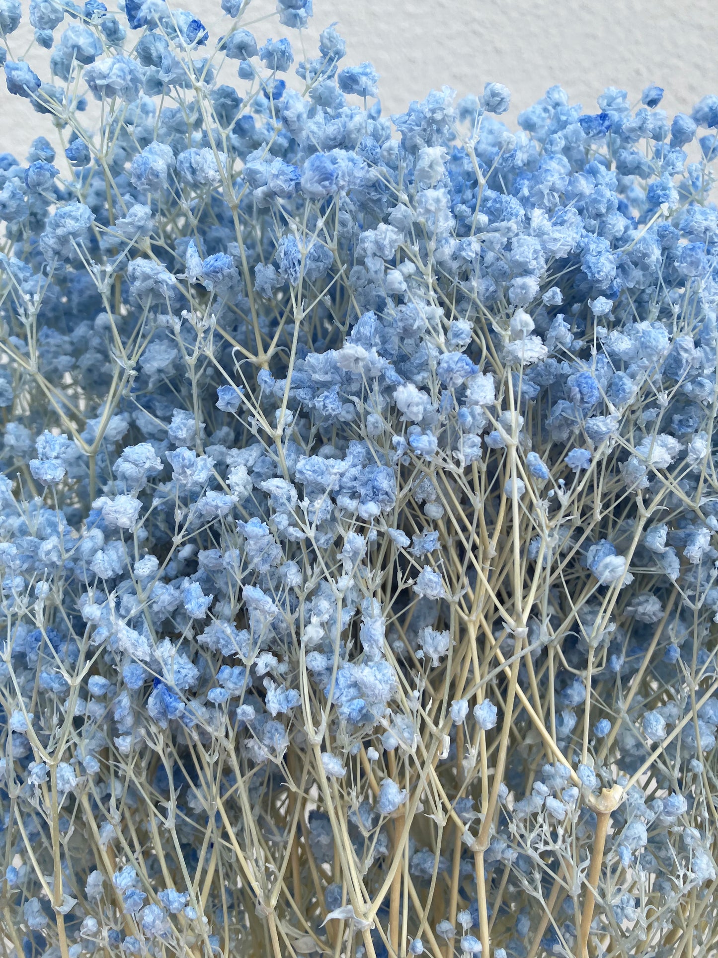 Dried Baby Breath Bleached Light Blue