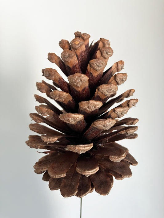 Pinecone with stem