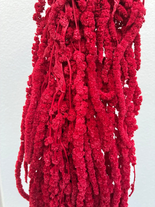 Dried Amaranthus Red