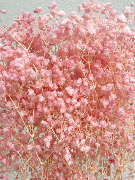 Dried Baby Breath Bleached Light Pink