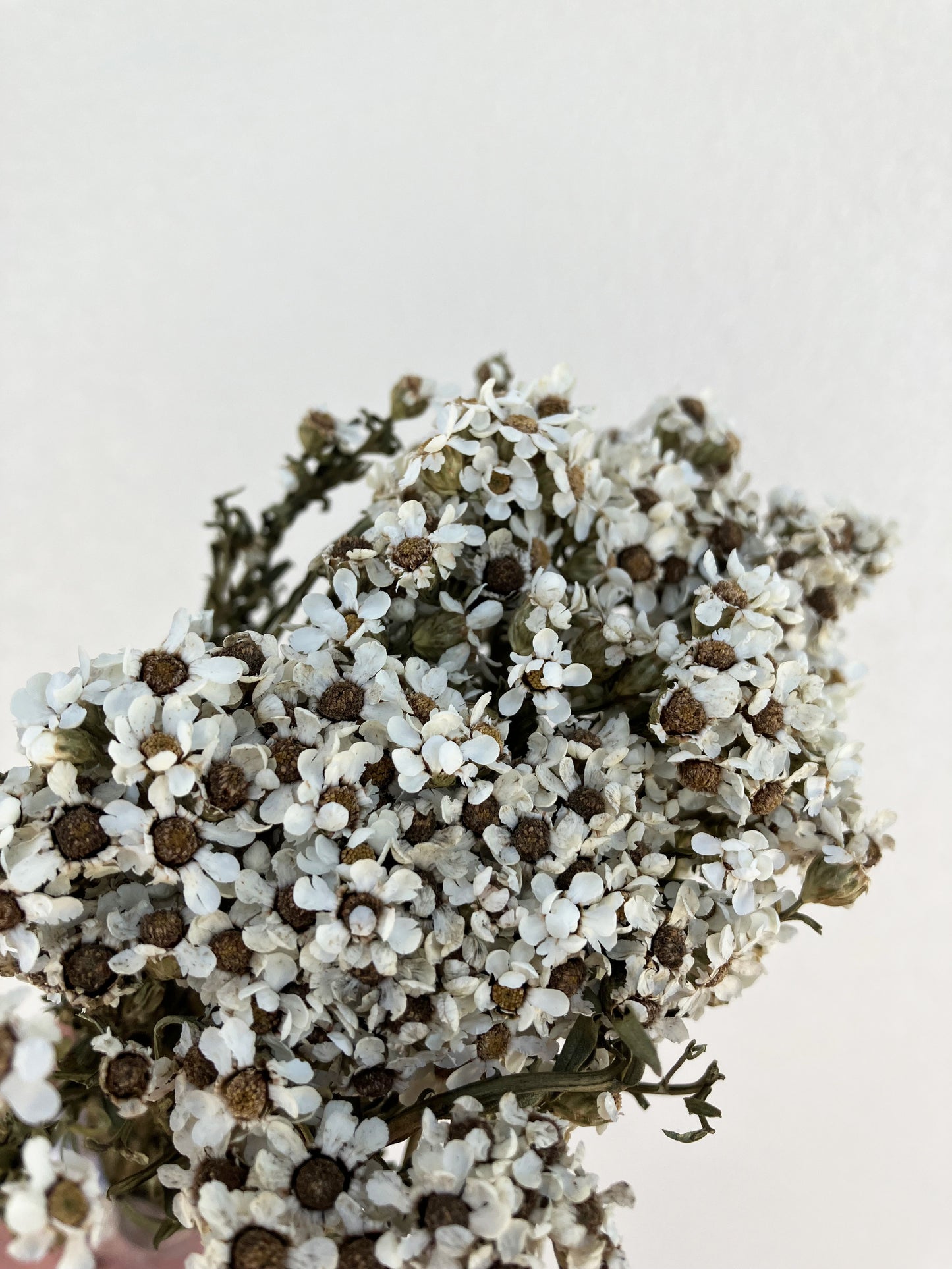 Dried Daisies Mini White