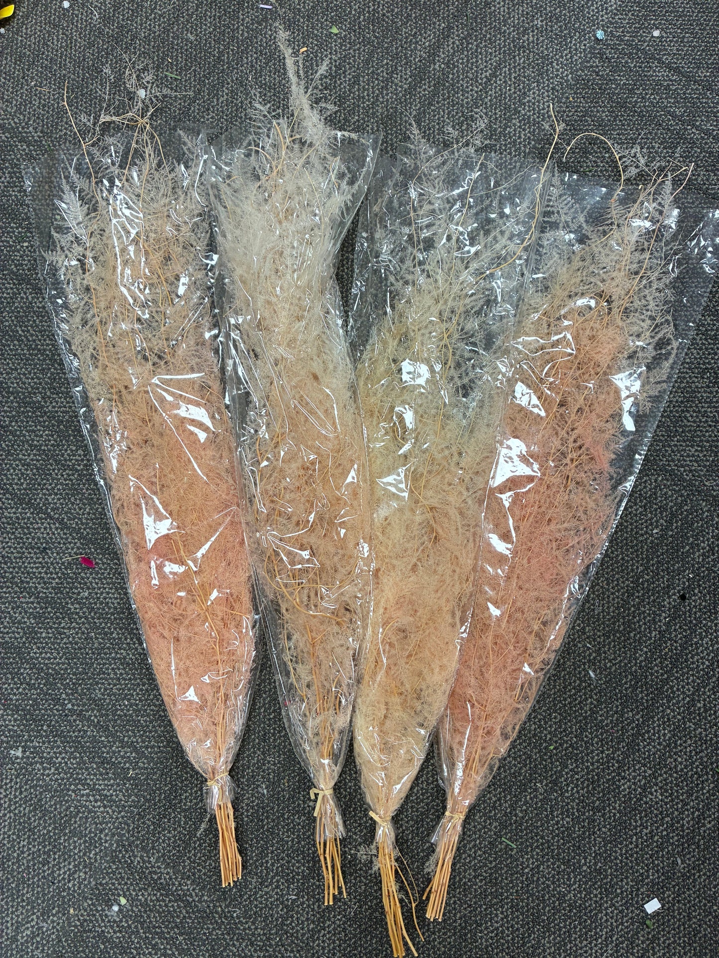 Preserved Dried Fern 4 pack Bundle Clearance
