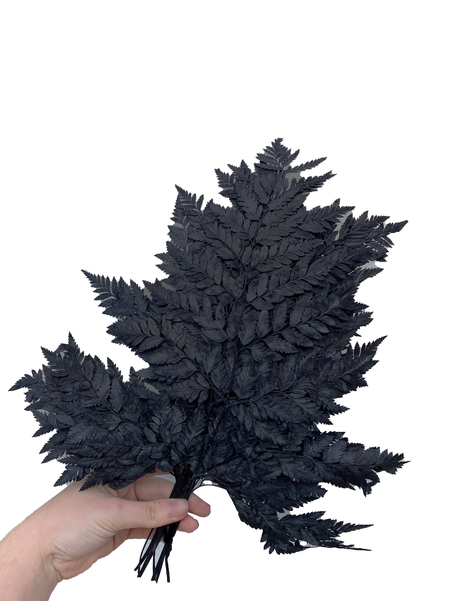 Dried Fern pack Black
