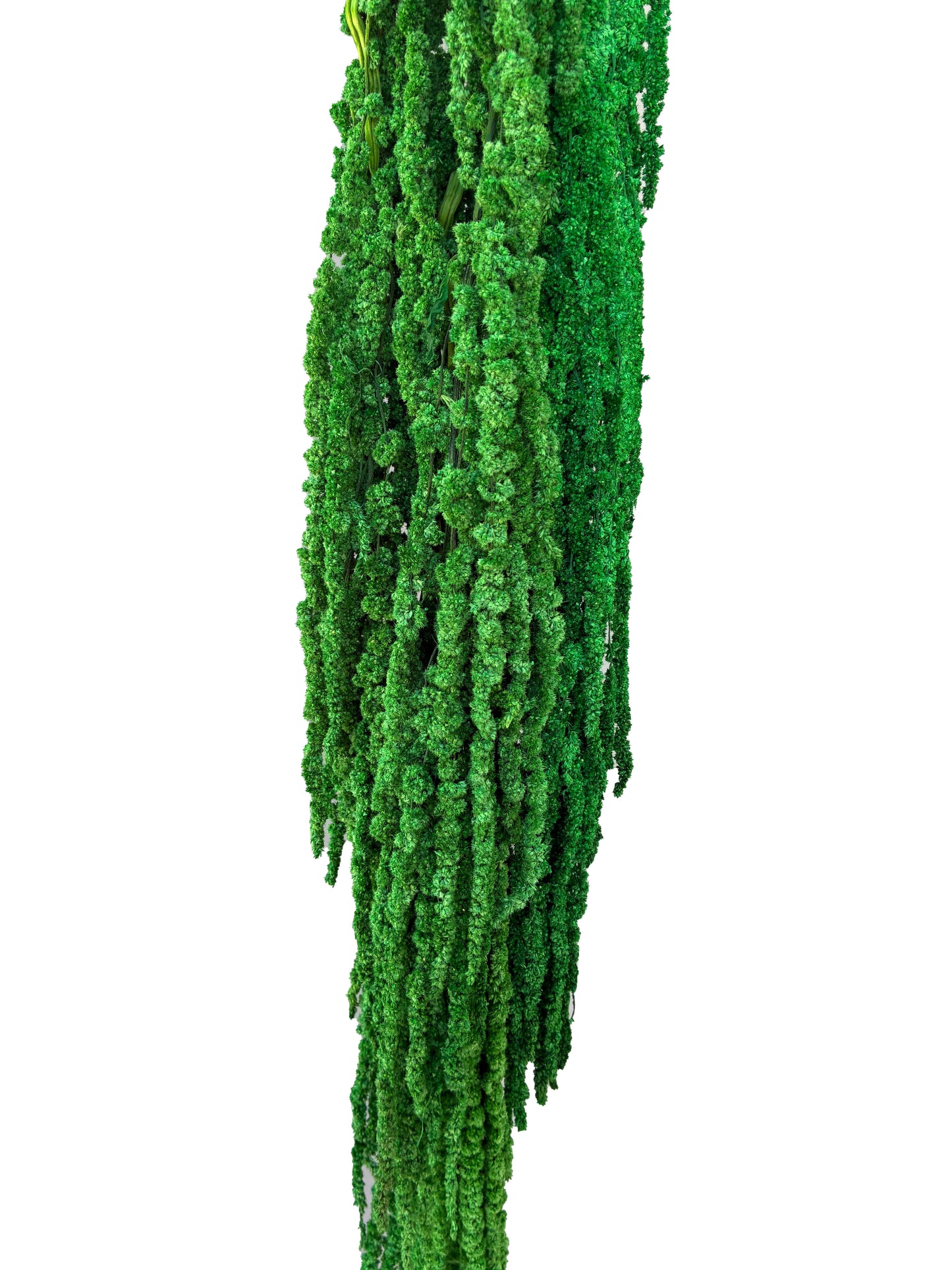 Dried Amaranthus Green