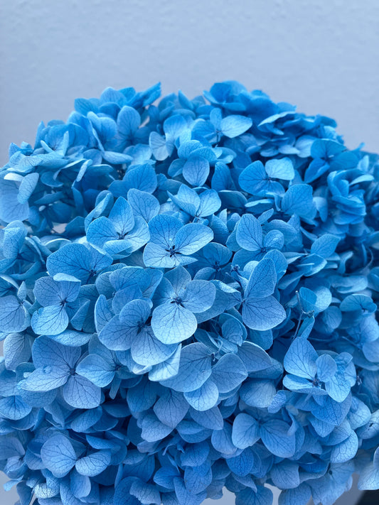 Dried Hydrangea Blue
