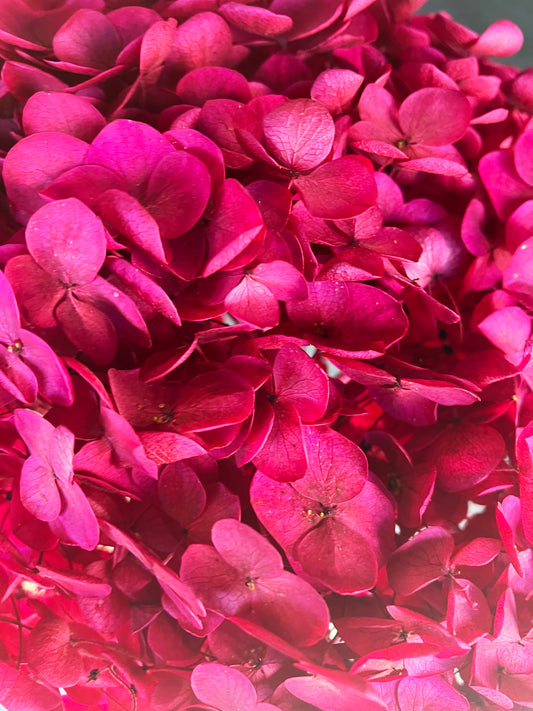 Dried Hydrangea Magenta