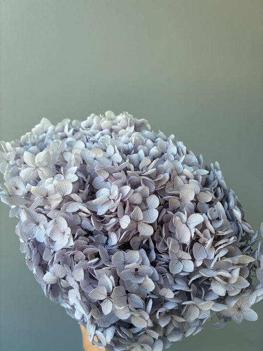 Hortensia séché Lilas