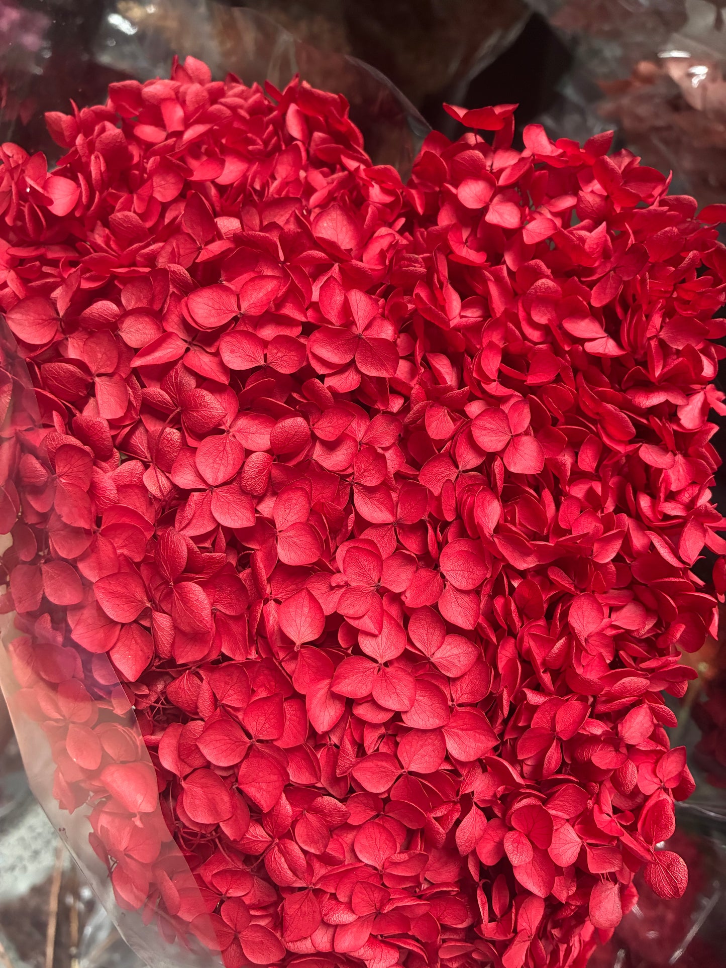 Hortensia séché rouge
