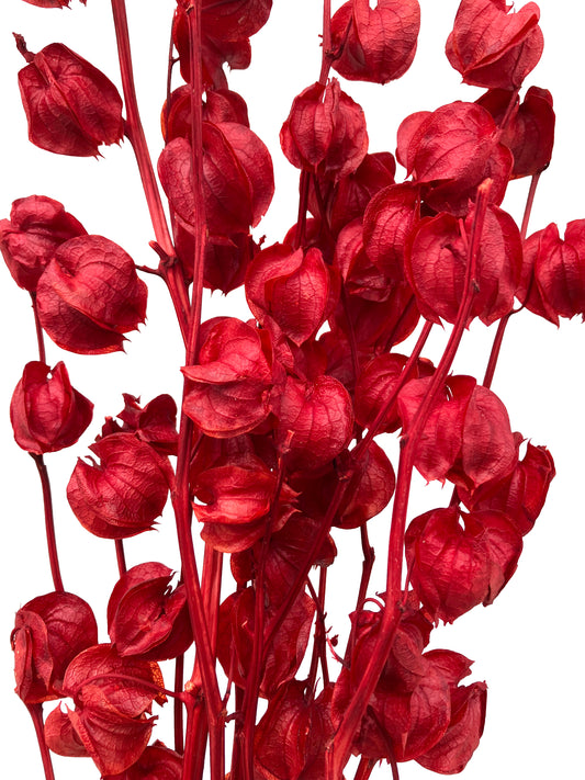 Dried Lantern Flower Red
