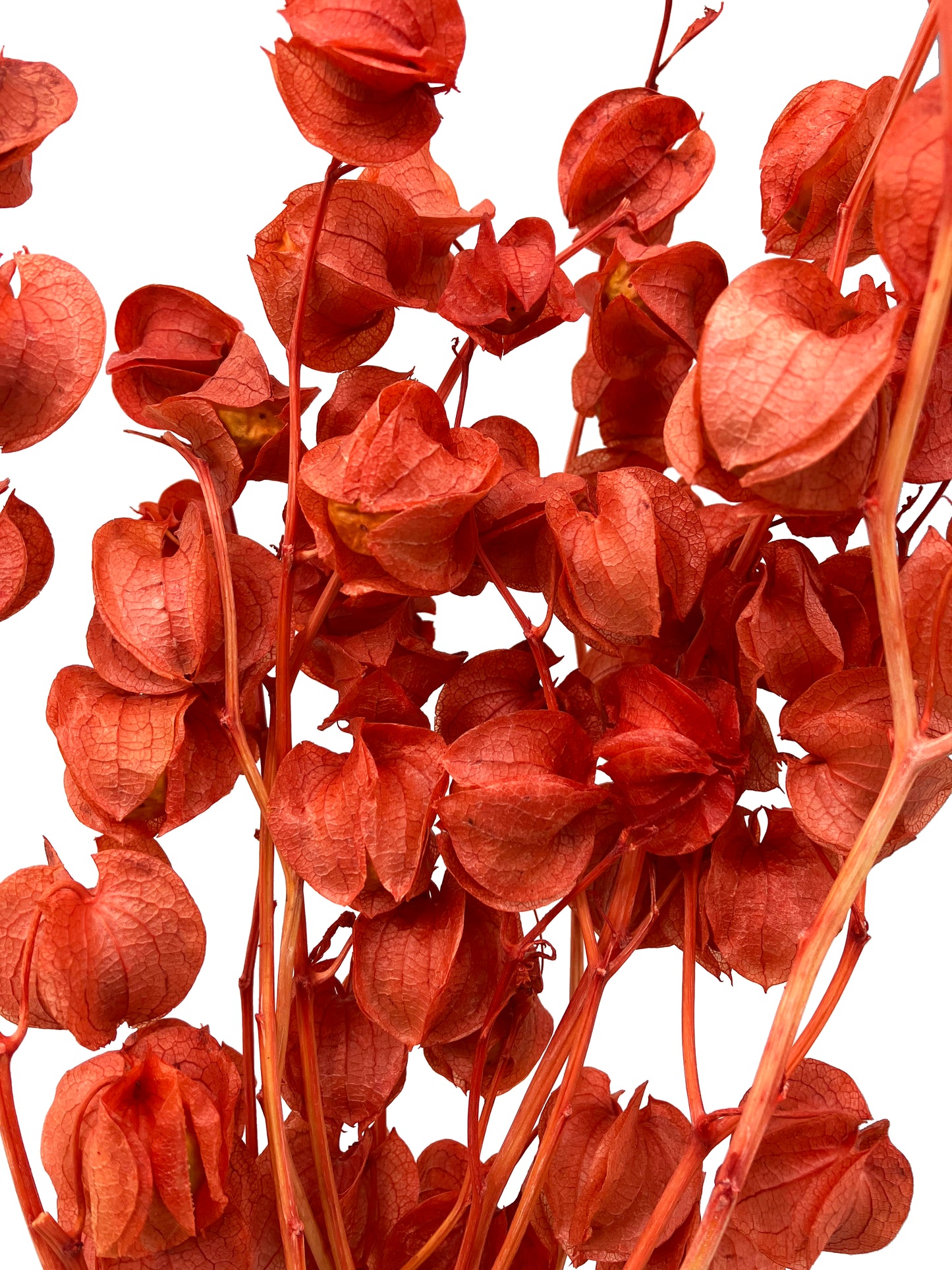 Dried Lantern Flower Orange