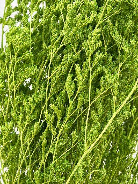 Vert Limonium séché