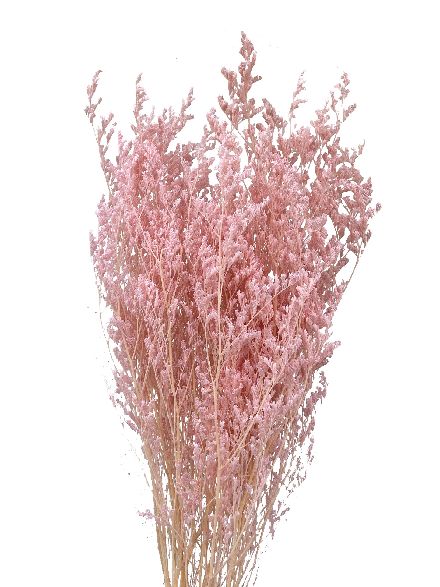 Limonio seco rosa