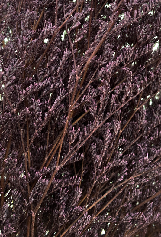 Prune Limonium séchée