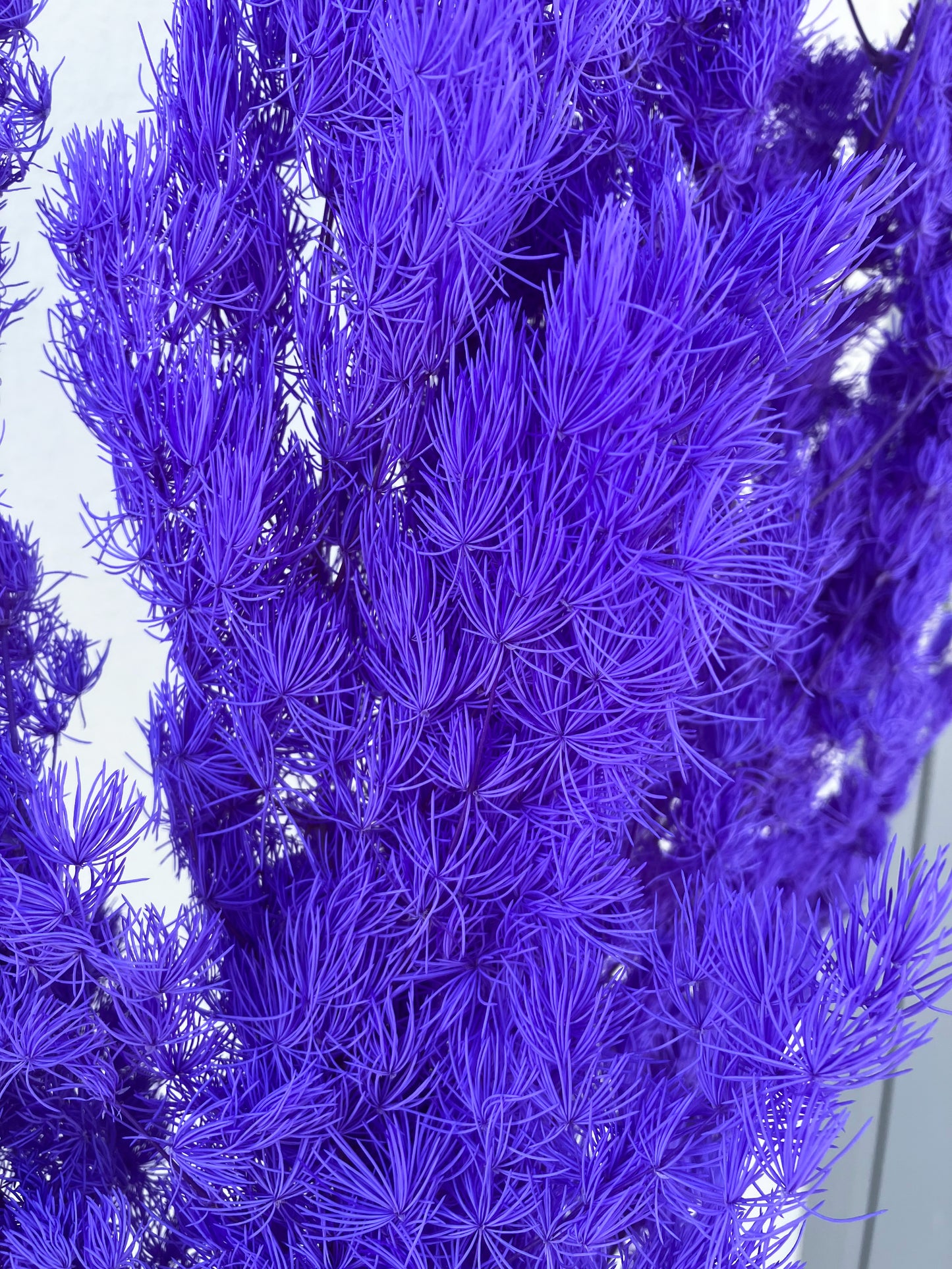Violeta de helecho Ming seca