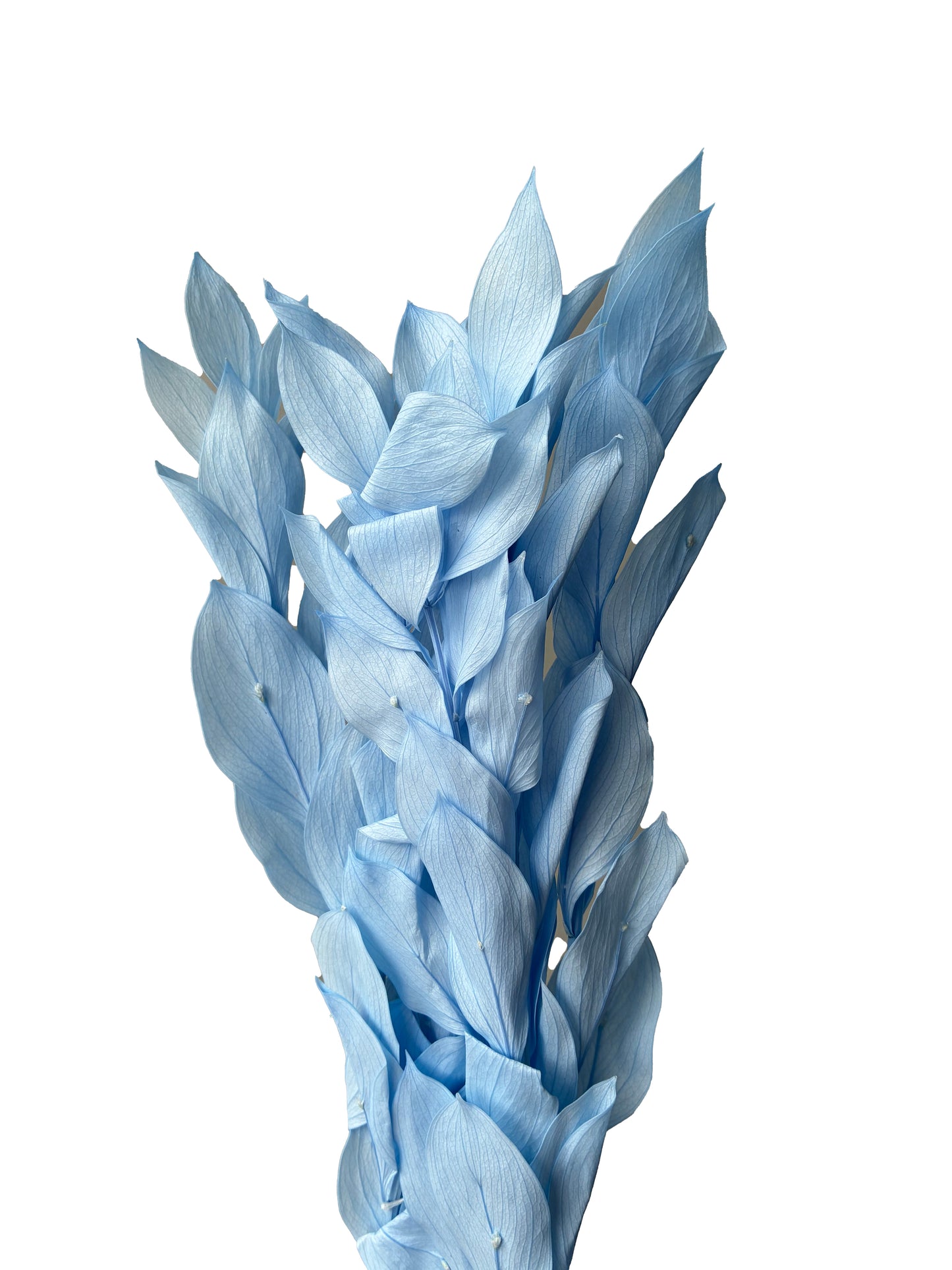 Dried Ruscus Blue israeli