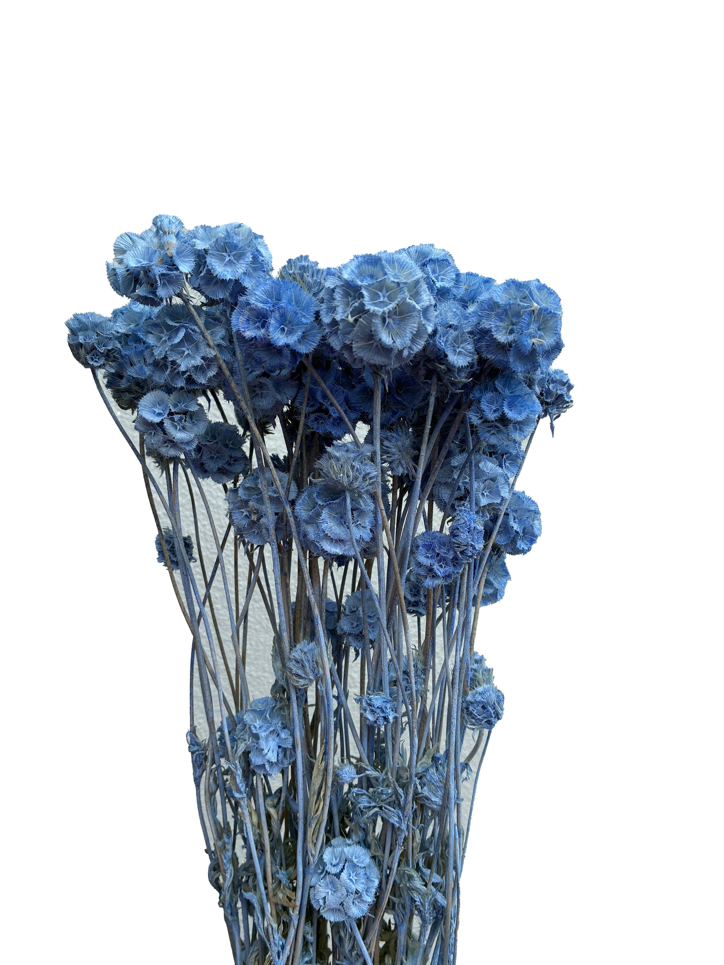 Dried Scabiosa Blue