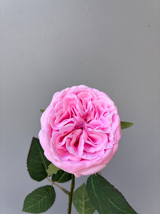 Real Touch David Austin Rose Candy Pink