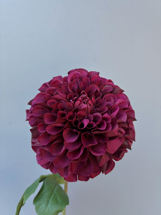 Artificial Dahlia Burgundy Real Touch