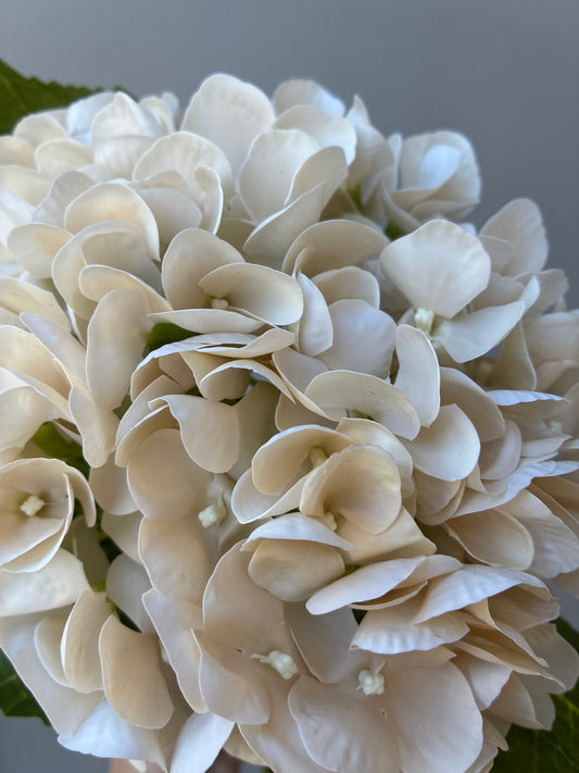 Artificial Real Touch Hydrangea Cream Champagne