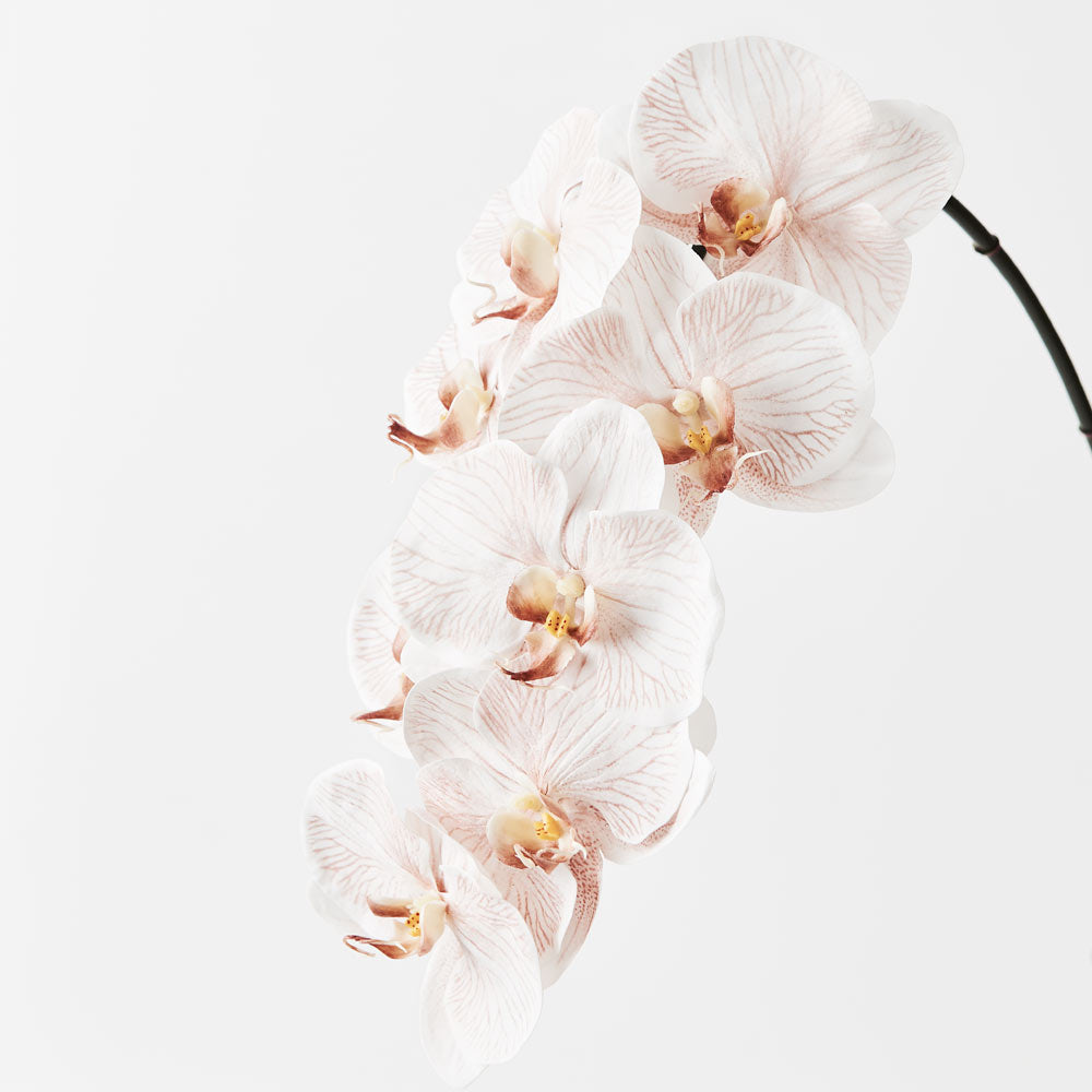 Artificial Phalaenopsis Orchid Blush Latte Real Touch