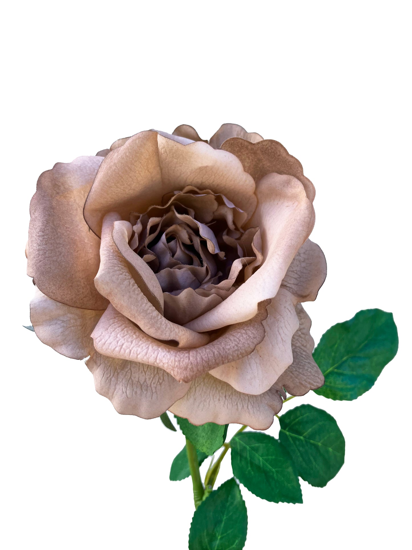 Artificial Real Touch Cabbage Rose Coffee