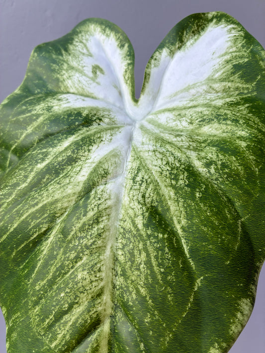 Calla Lillie Leaf Real Touch