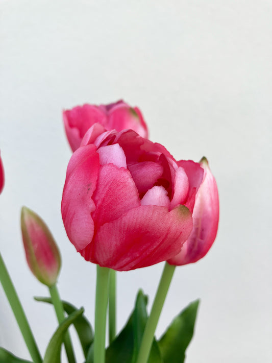 Artificial Real Touch Tulip Hot Pink
