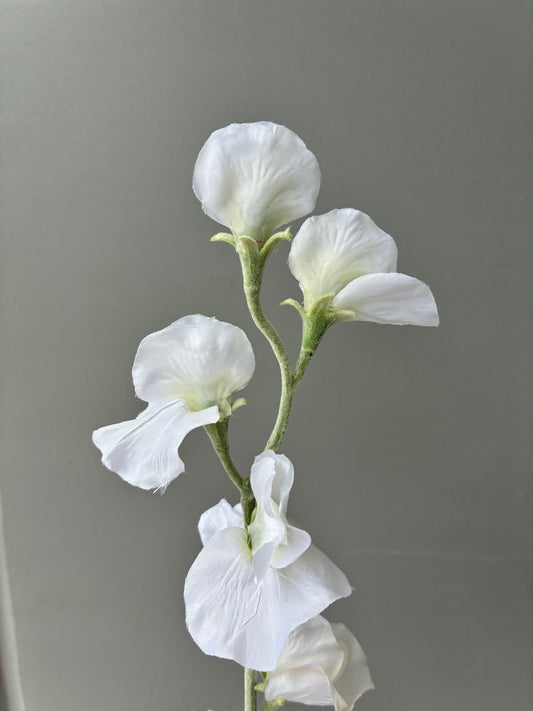fake sweet pea australia