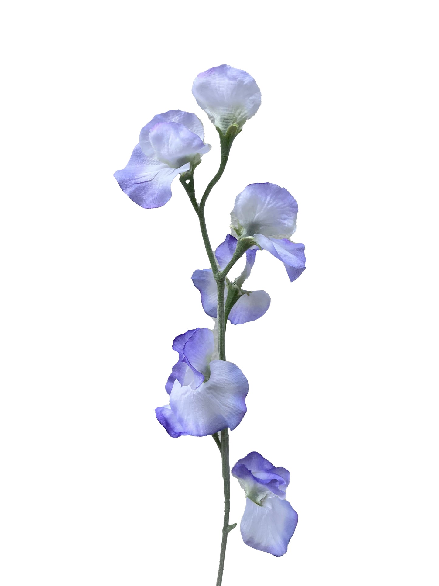 Pois de senteur artificiel bleu