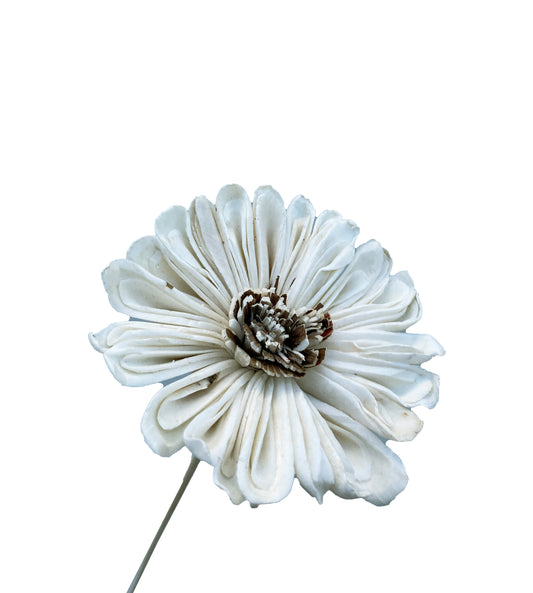 Sola Flower Daisy