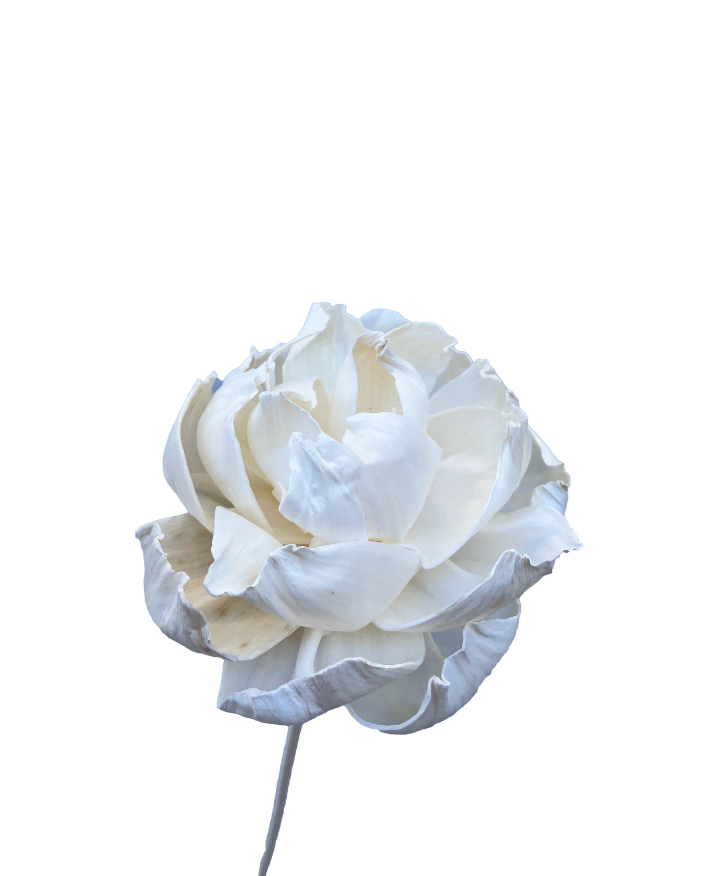 Sola Flower Peony