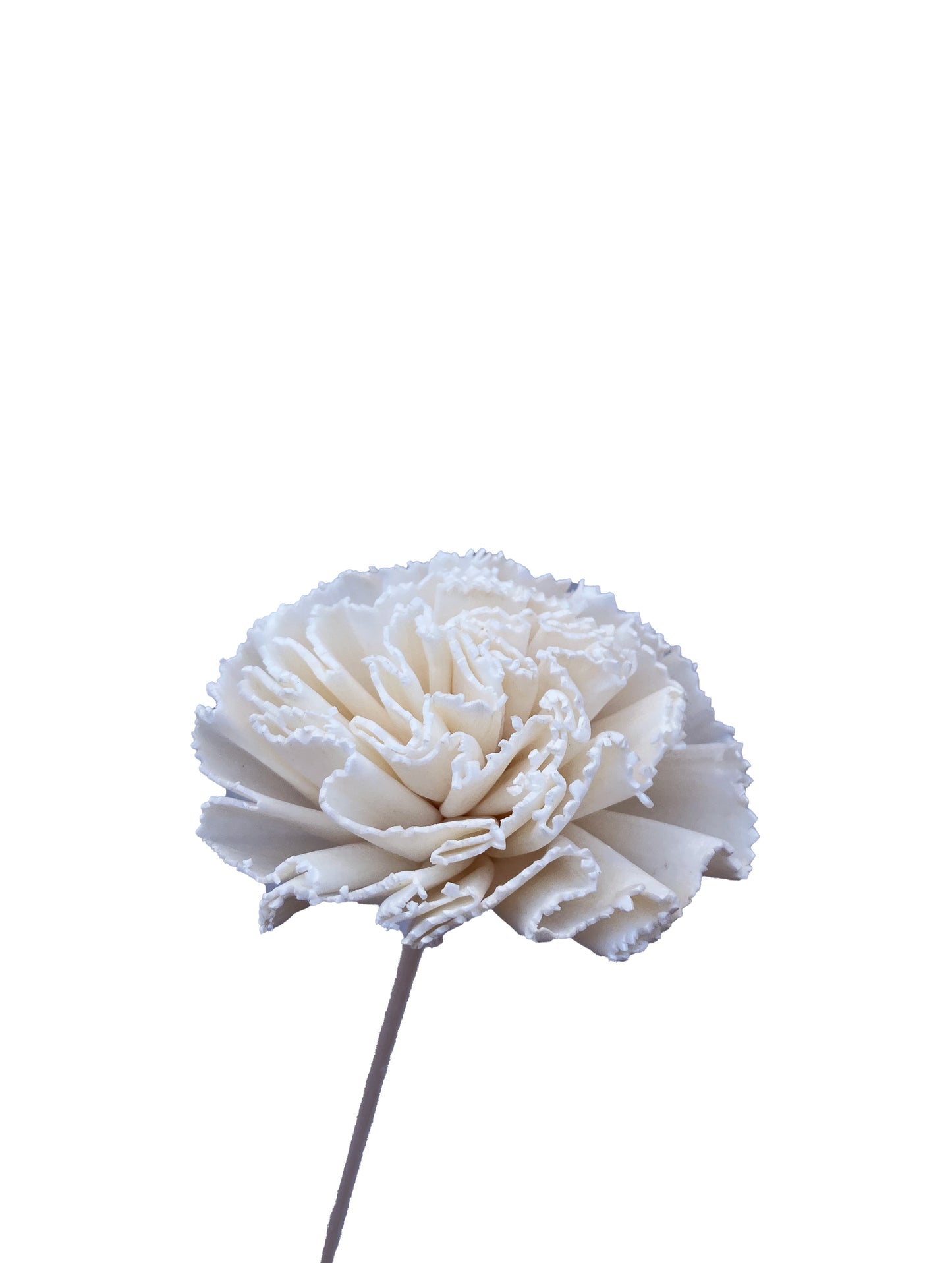 Sola Flower Carnation
