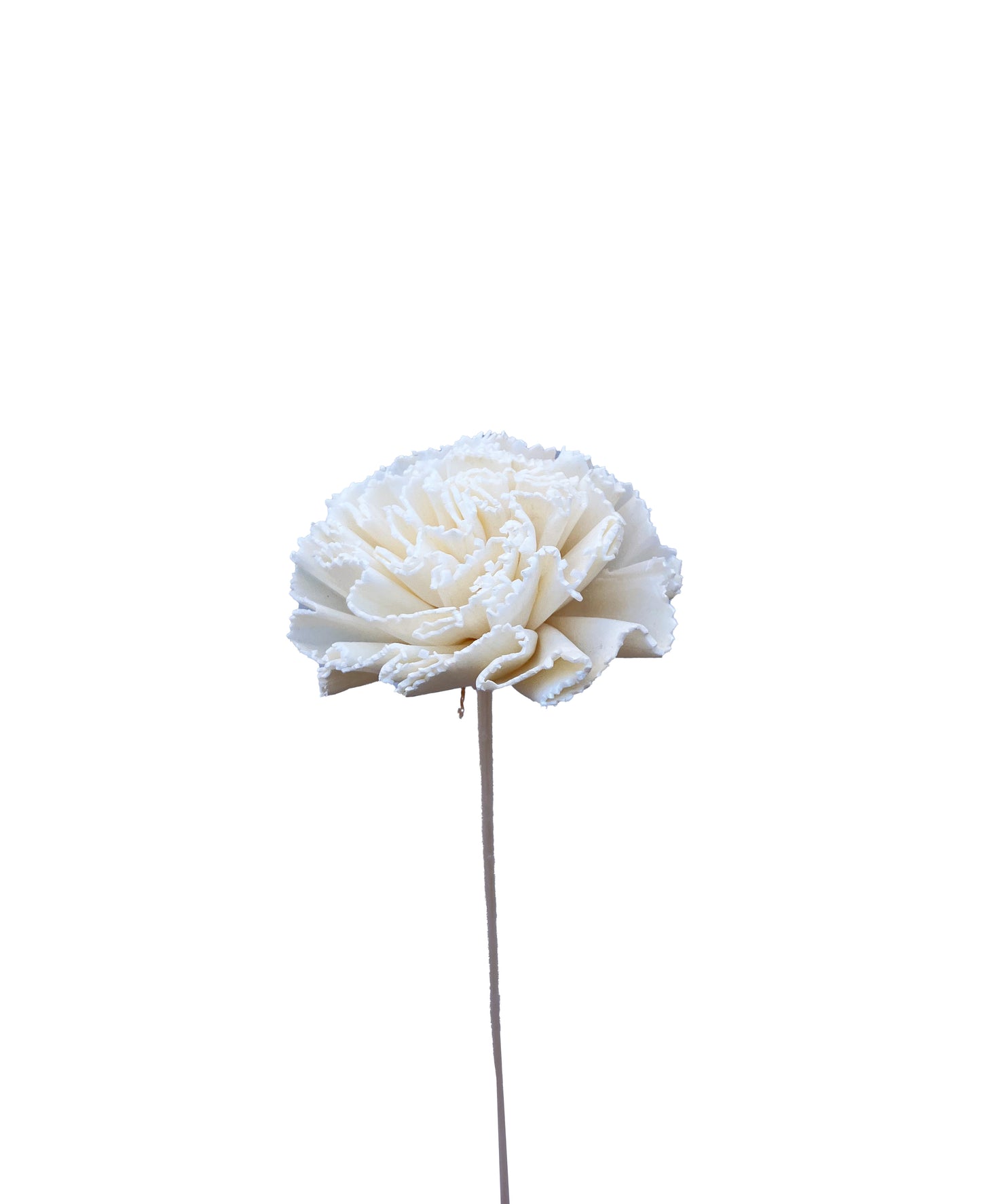 Sola Flower Carnation