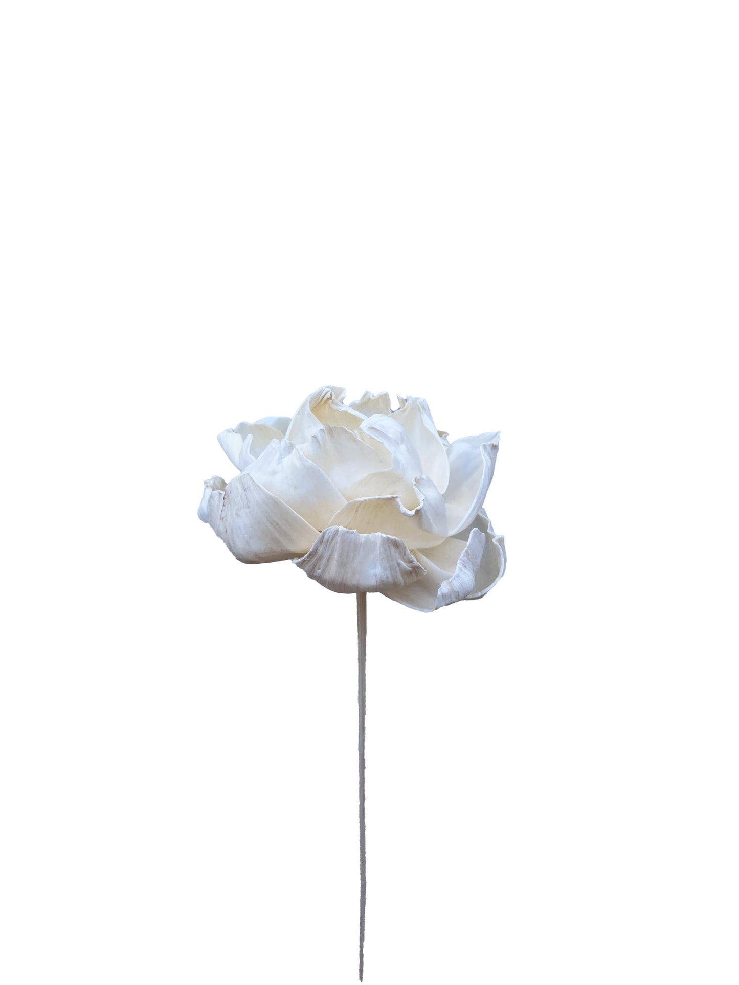 Sola Flower Peony