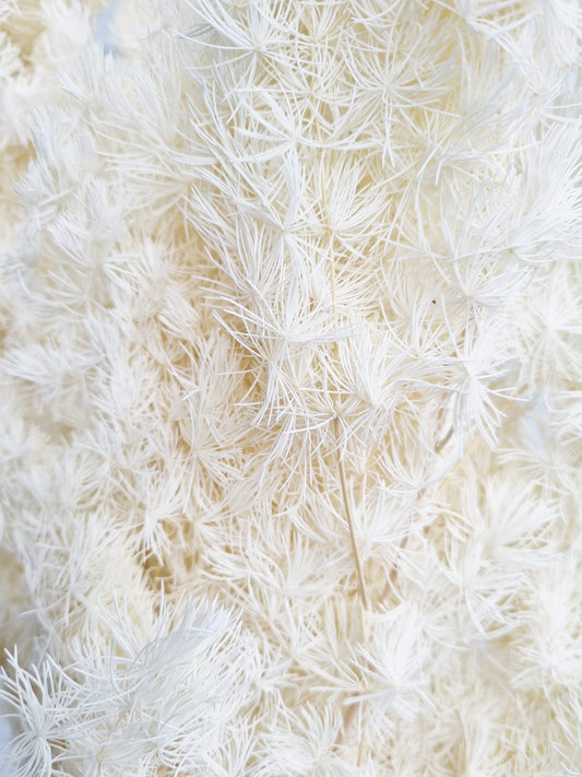 Dried Ming Fern White