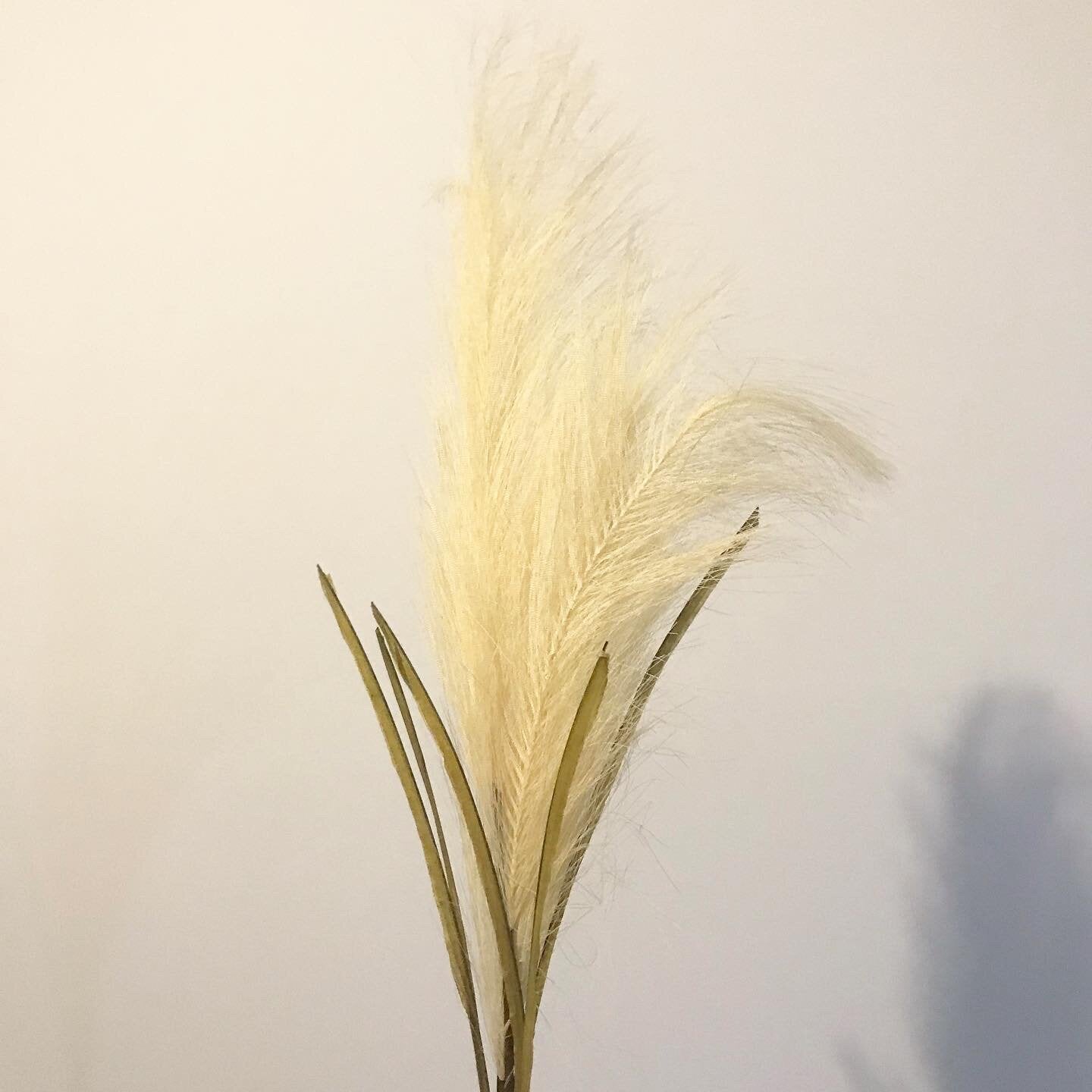 Pampas-Cream