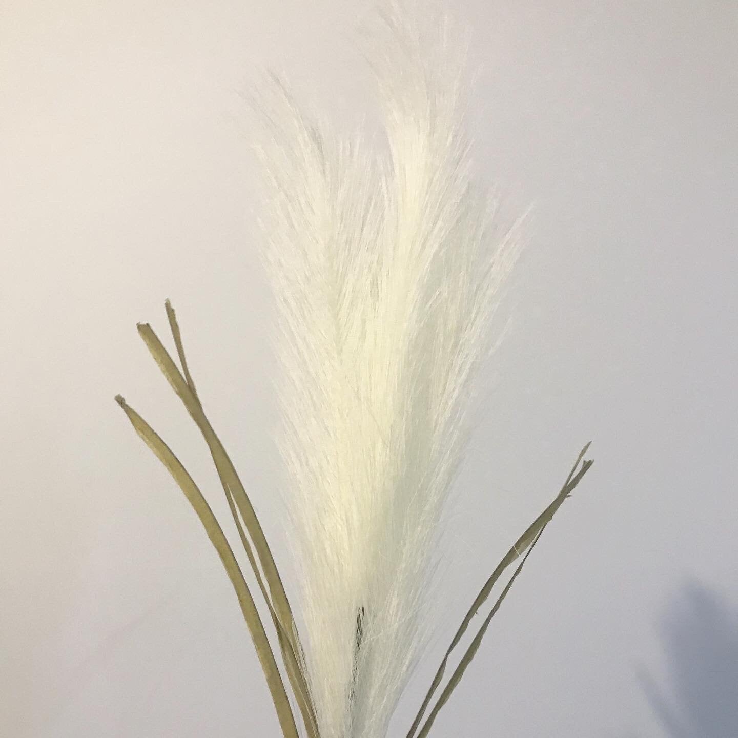 Pampas-White