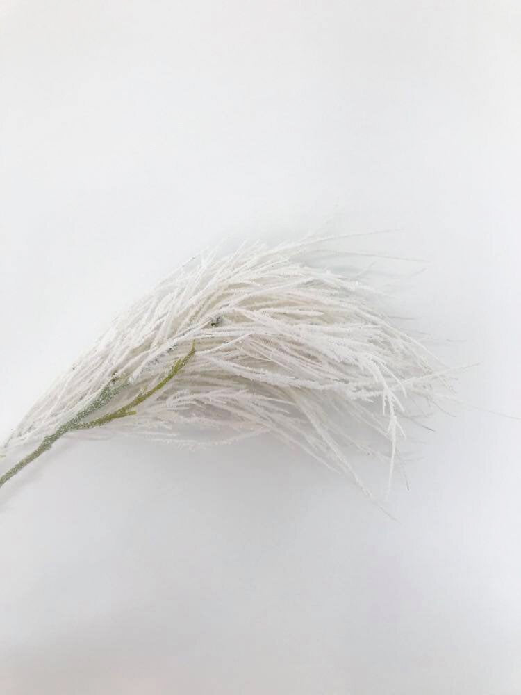 Pampas Floquée-Blanc