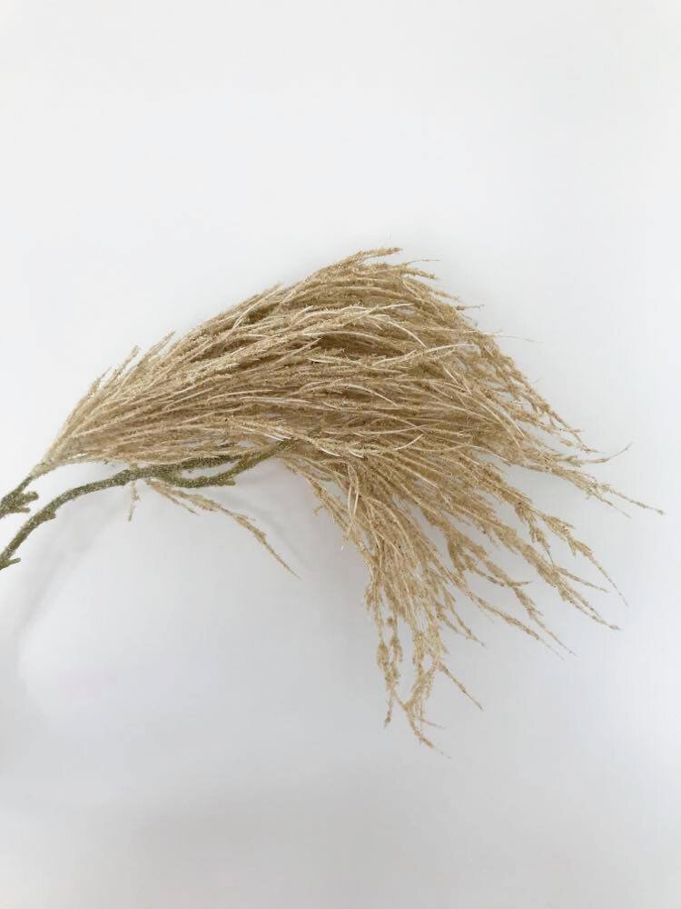 Pampas floquées nues