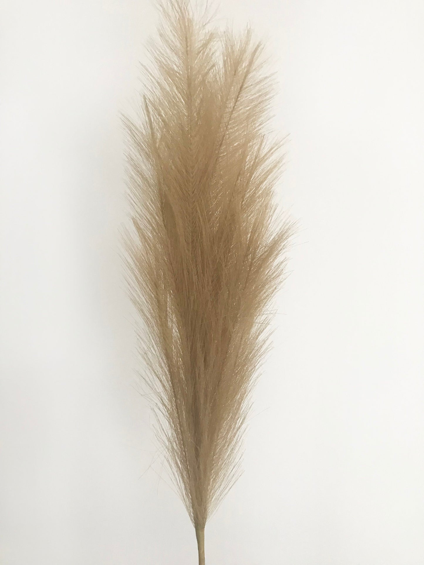Pampas-Marrón