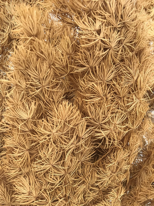 Moutarde foncée de fougère Ming séchée