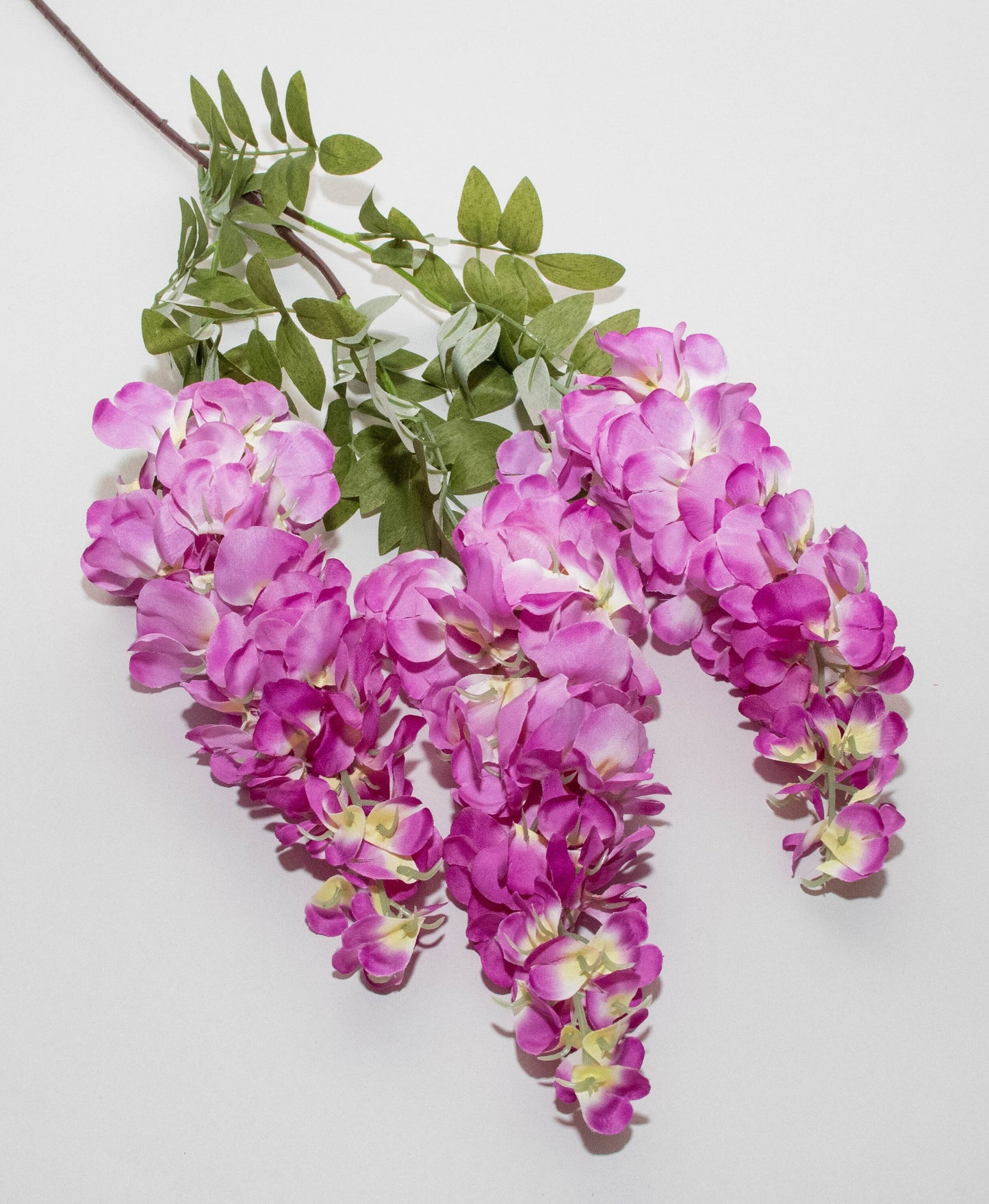 Glycine-Magenta