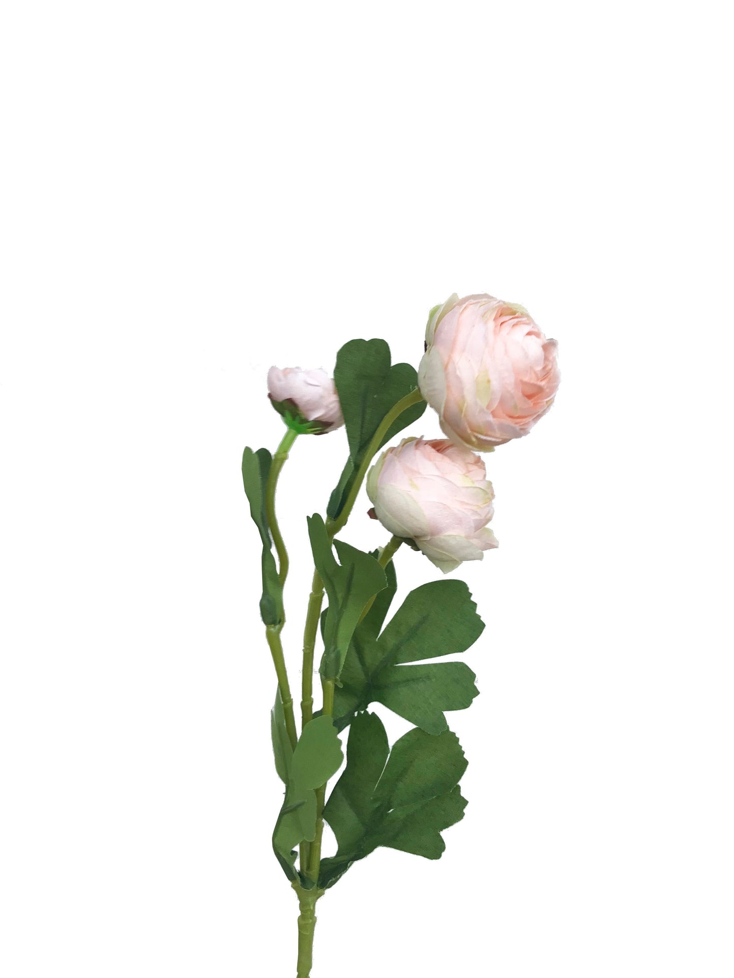 Ranúnculo Rosa-Melocotón