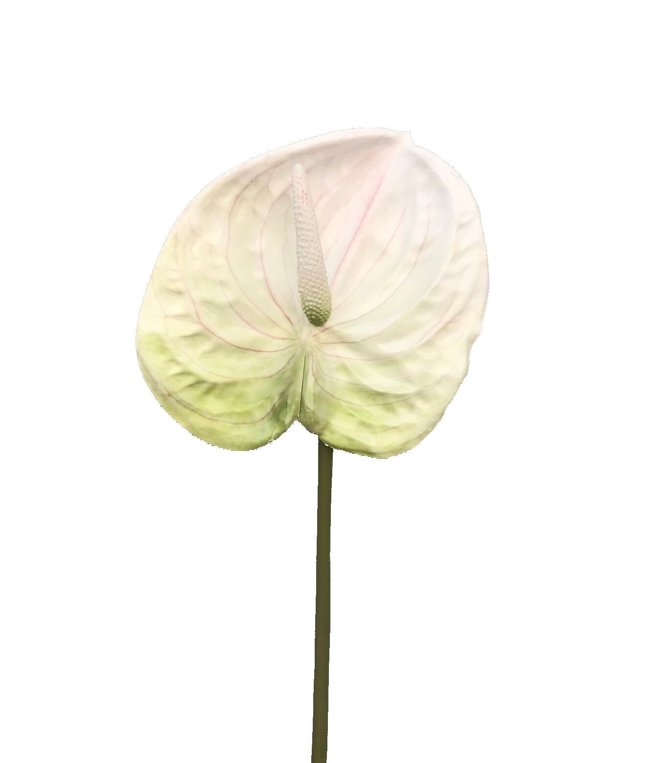 Artificial Anthirium White