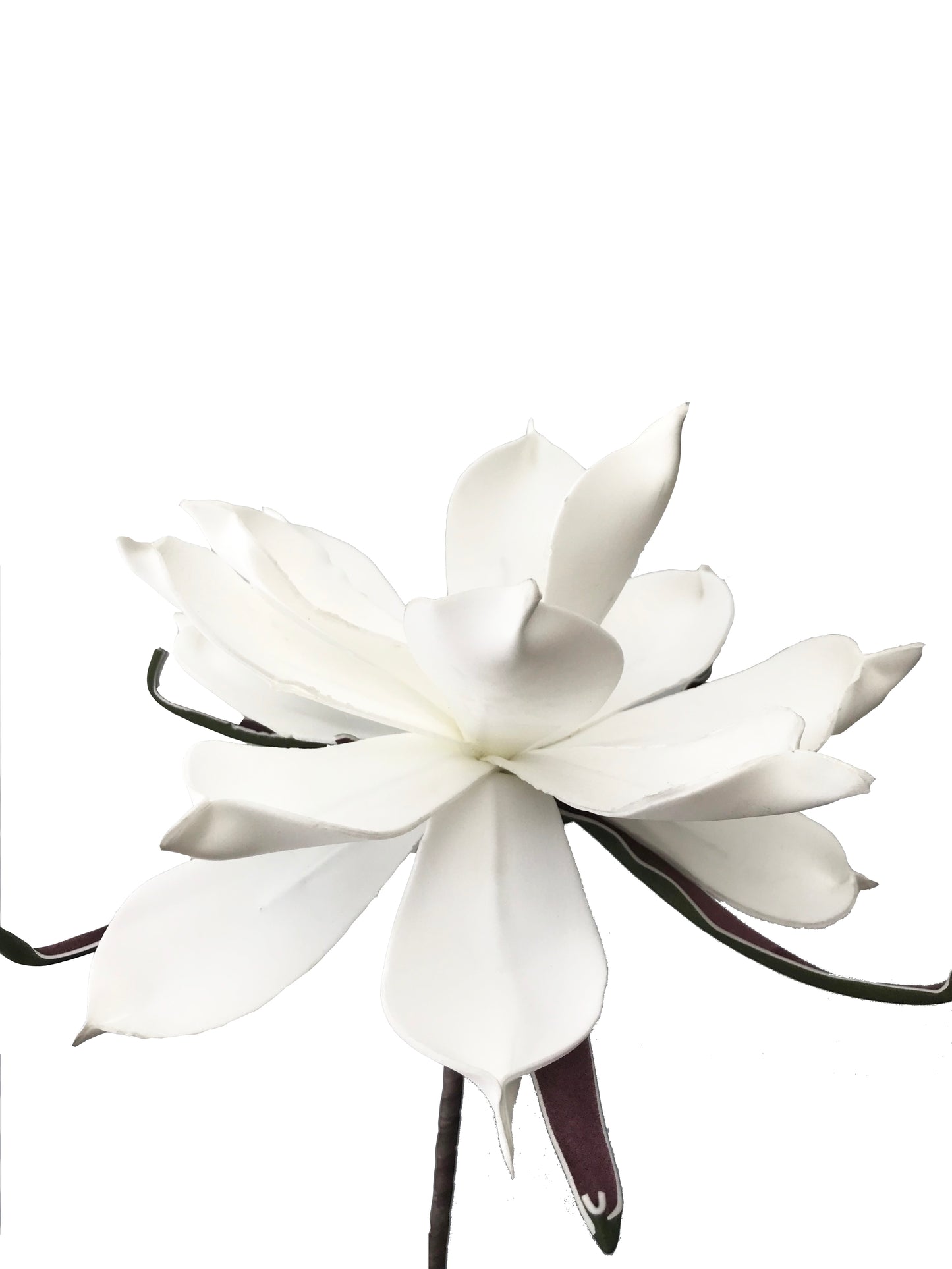 Large Foam Magnolia