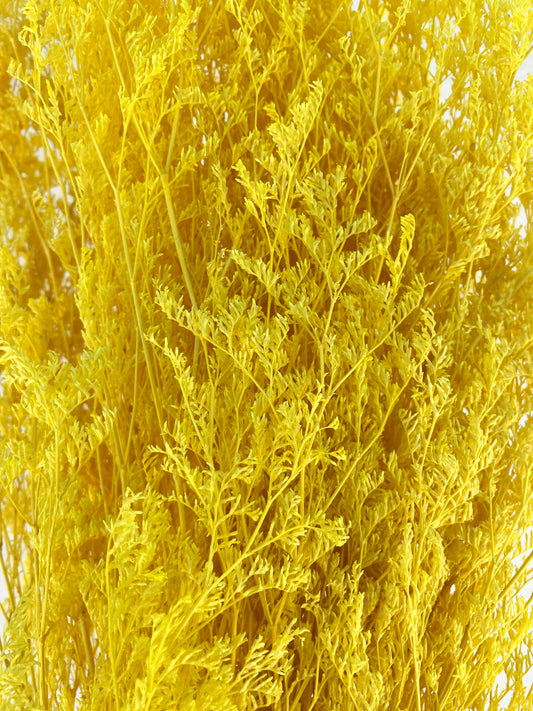 Jaune de limonium séché