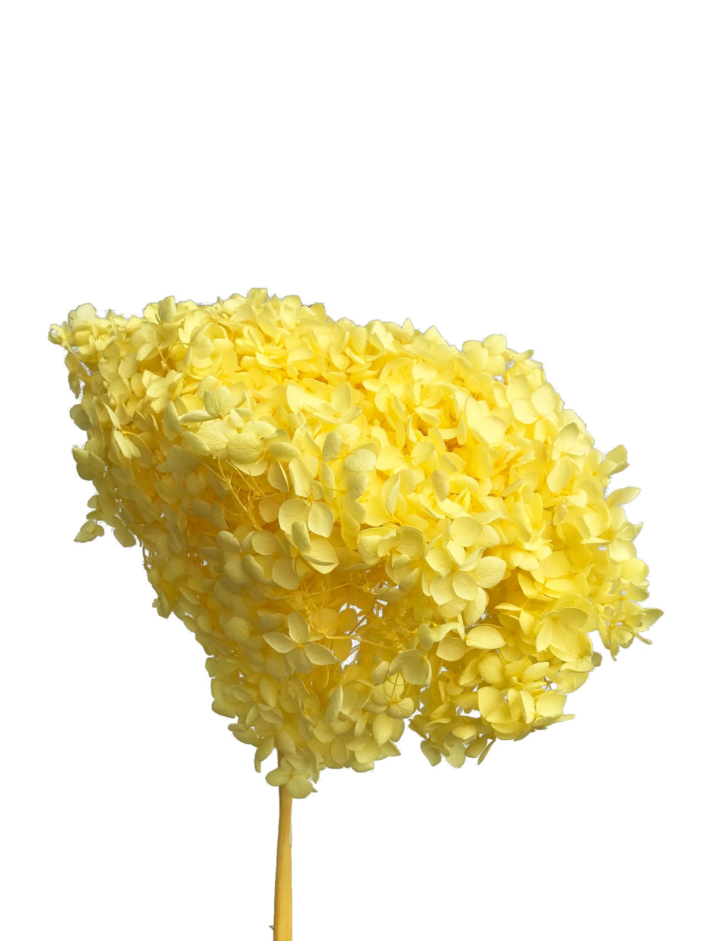 Dried Hydrangea Yellow